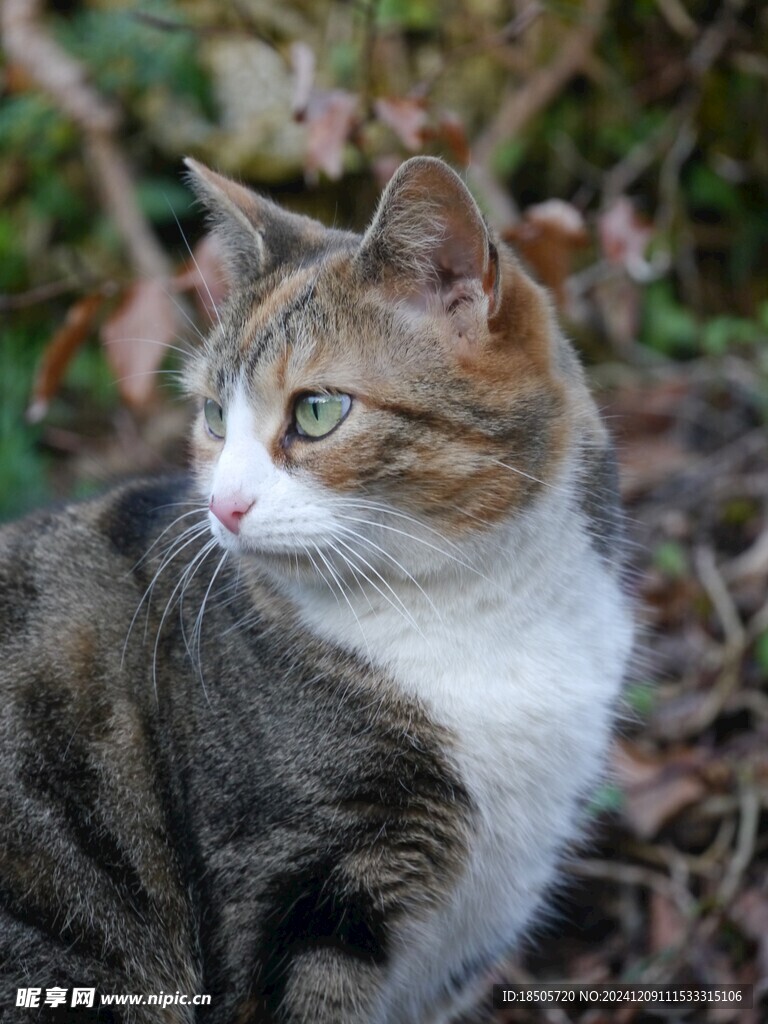 猫