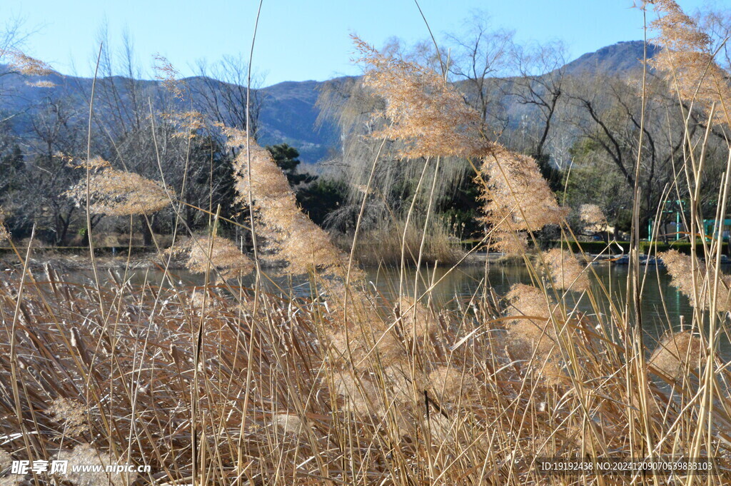 芦苇芦花 