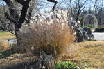 芦苇芦花 