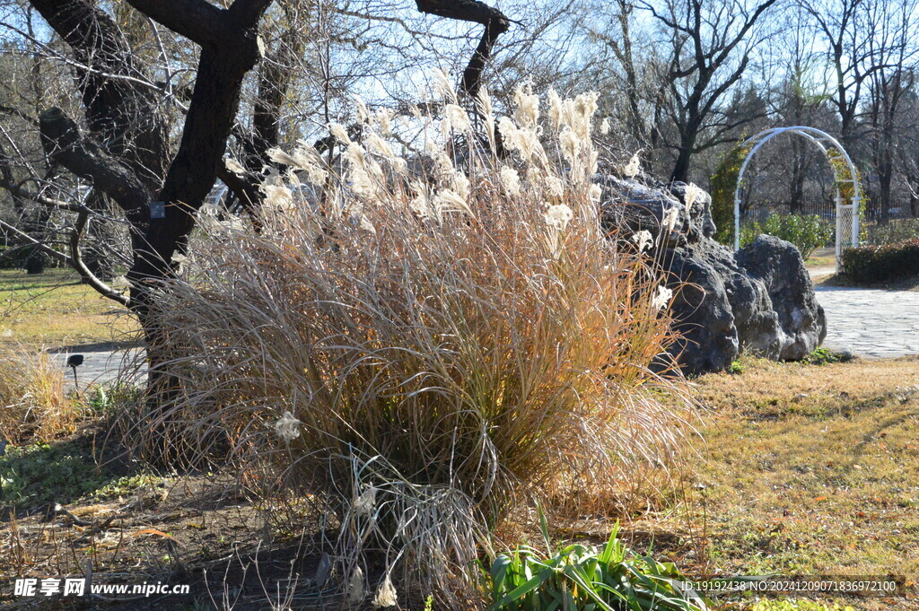 芦苇芦花 