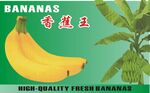 东胜香蕉王出片