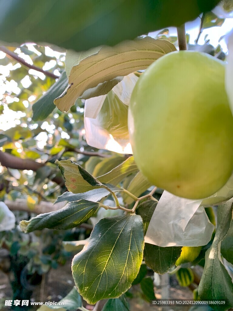 大青枣栽培