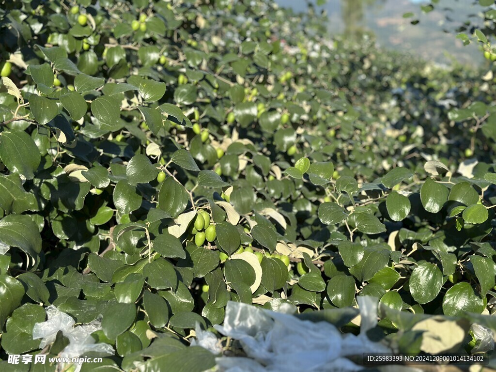 大青枣栽培