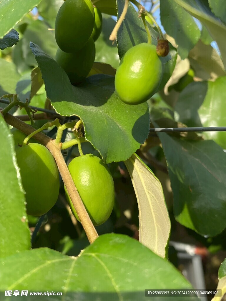 大青枣栽培