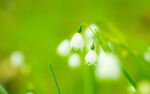 白色雪花莲