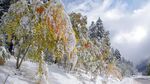 大雪下的树枝