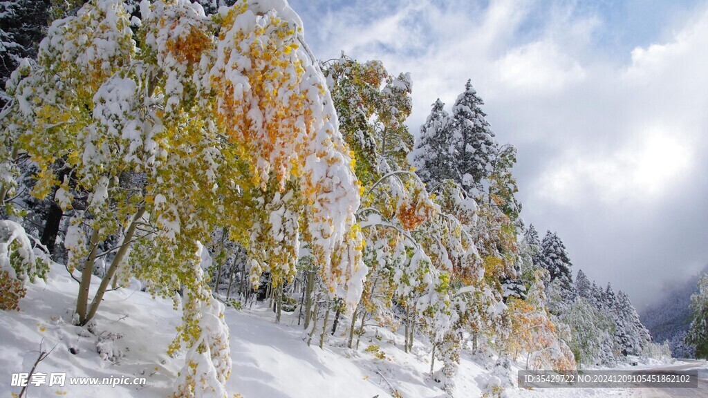 大雪下的树枝