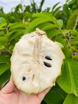 释迦果栽培