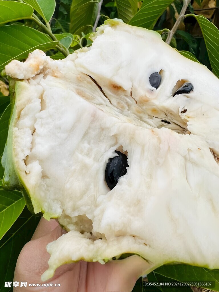 释迦果