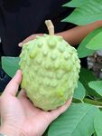 释迦果栽培