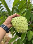 释迦果栽培