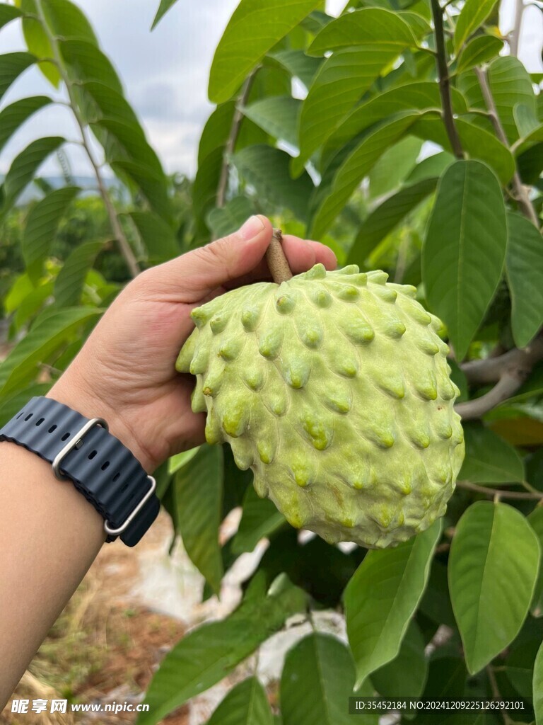 释迦果栽培