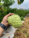 释迦果栽培
