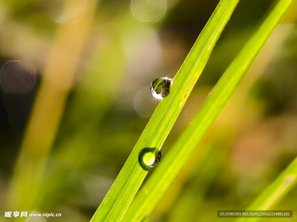 露水