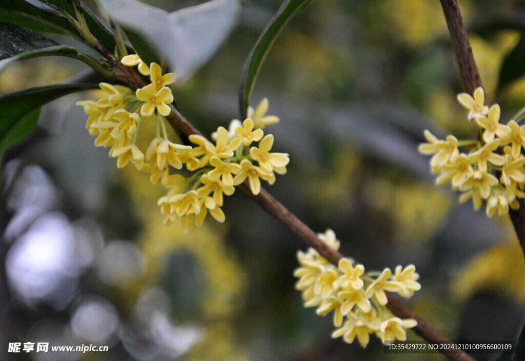 桂花