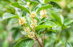 桂花