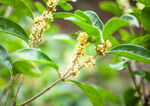 桂花