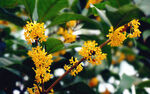 桂花