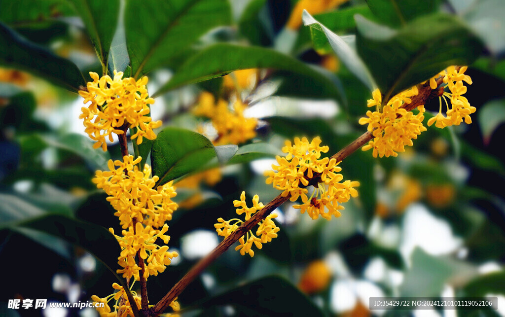 桂花