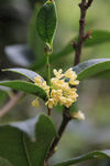桂花