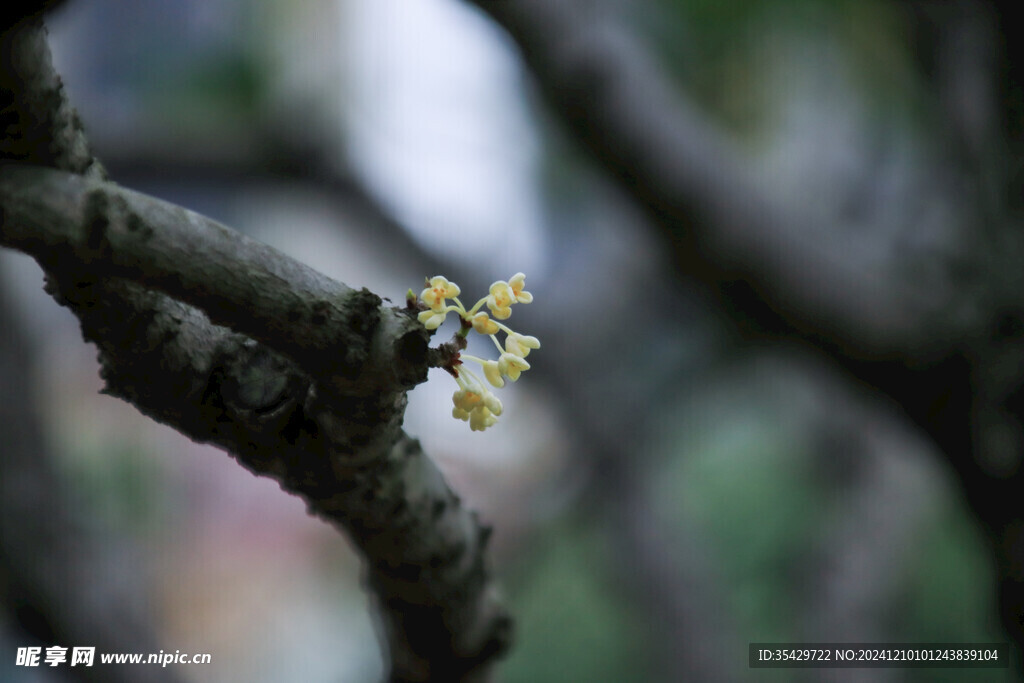 枯树桂花