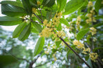 桂花