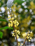 桂花