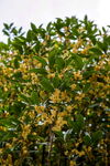 桂花