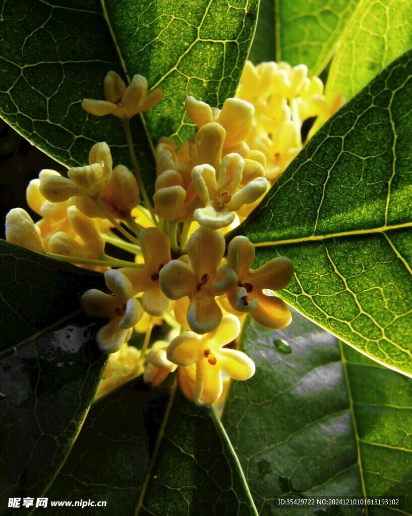 桂花