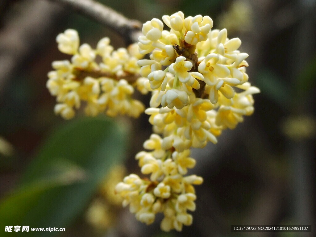 桂花