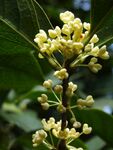 桂花