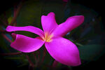 鸡蛋花
