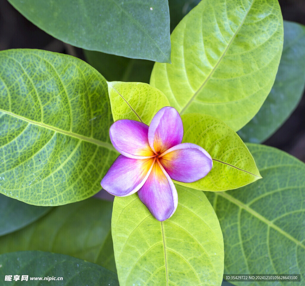 鸡蛋花