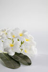 鸡蛋花