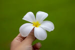 白色鸡蛋花
