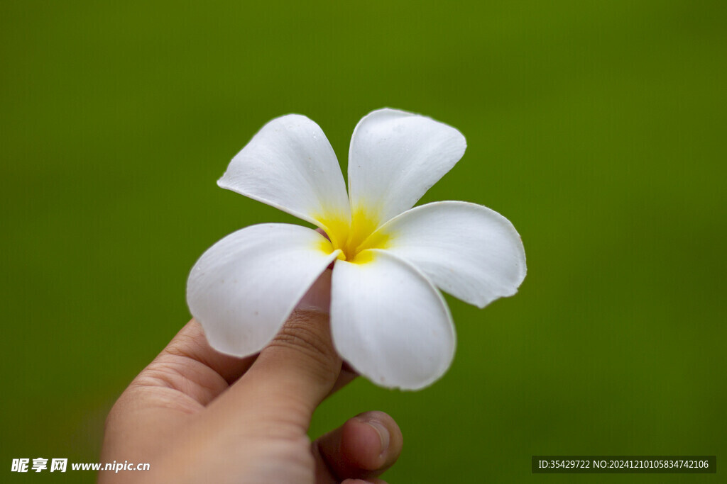 白色鸡蛋花