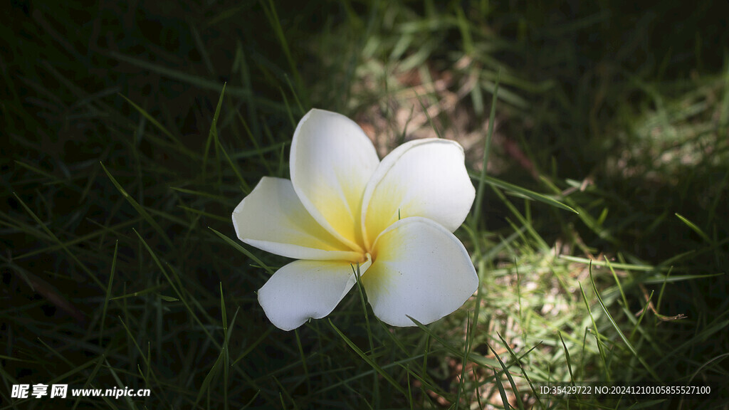 鸡蛋花
