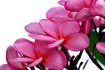 鸡蛋花