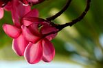 鸡蛋花