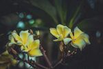 鸡蛋花