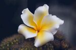 鸡蛋花