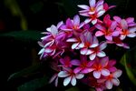 鸡蛋花