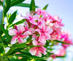 鸡蛋花