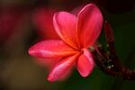 鸡蛋花