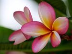 鸡蛋花