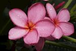 鸡蛋花