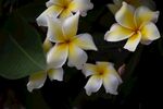 鸡蛋花