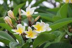 鸡蛋花