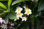 鸡蛋花
