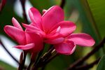 鸡蛋花